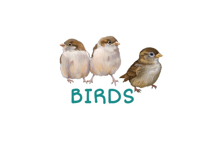 critter - birds